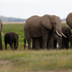 A family of elephants walk in Amboseli National Park, southeast of Kenya's capital Nairobi